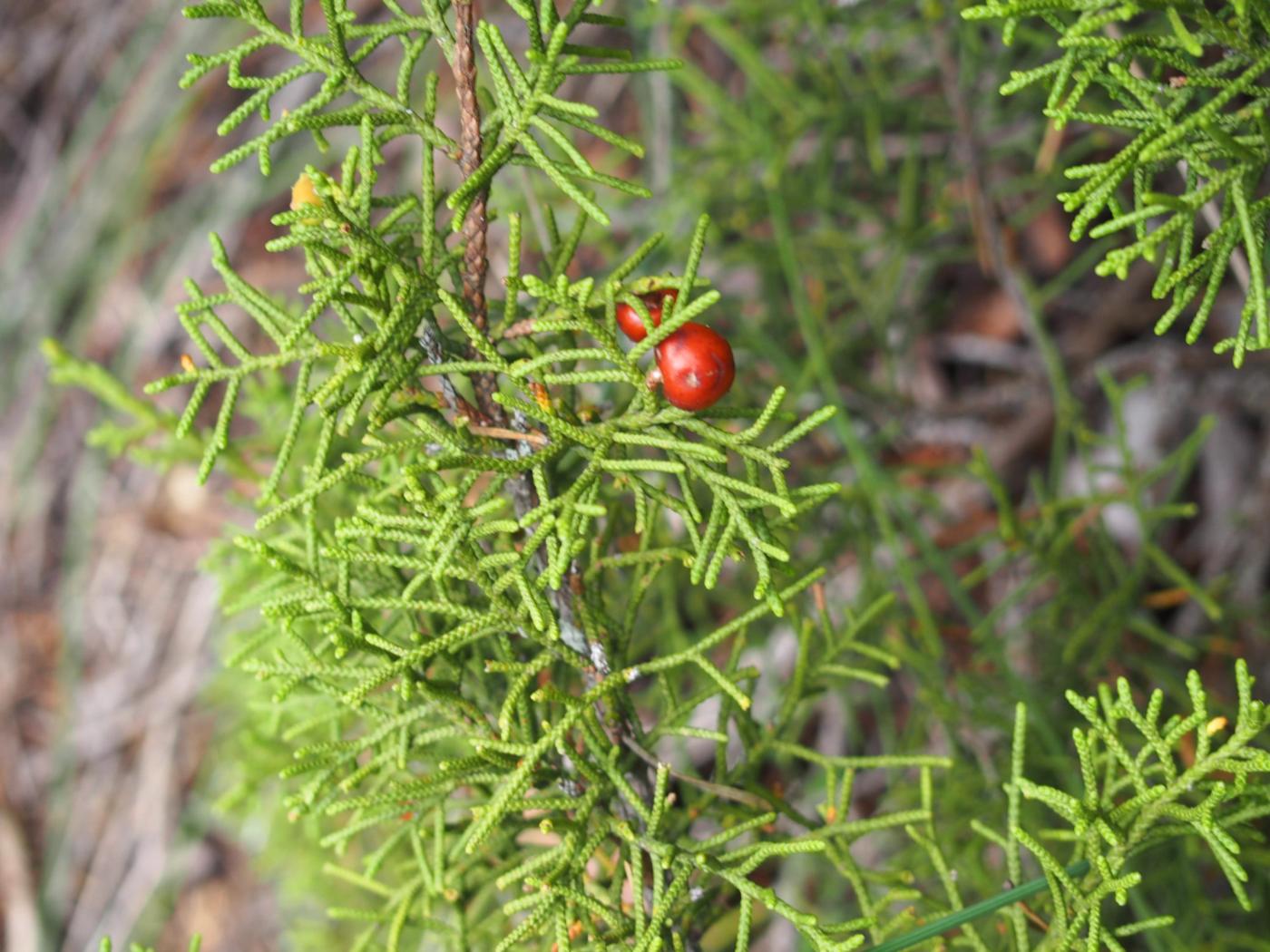 Juniper, Phonecean fruit